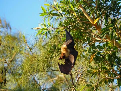 Fruit bat hanging from tree branch, disease vector Stock Photos