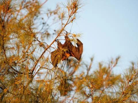 Fruit bat hanging from tree branch resting Stock Photos