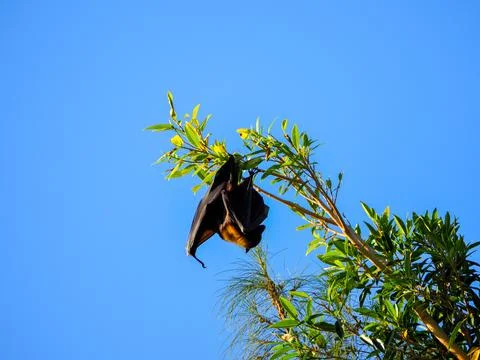 Fruit bat hanging from tree branch resting Stock Photos