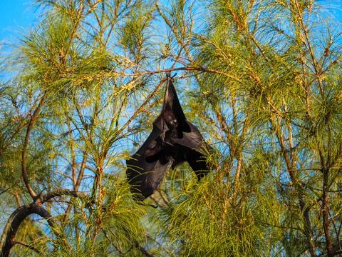 Fruit bat hanging in tree, disease vector concept Stock Photos