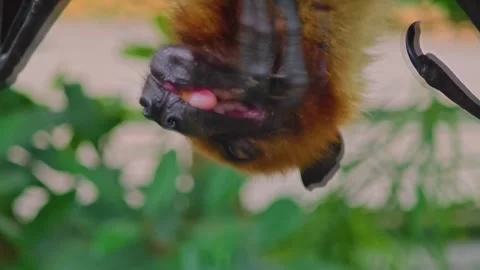 A fruit bat hanging from a tree Stock Footage 296030686