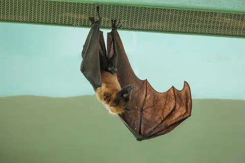 Fruit bat hanging on tree in forest. Lyle's flying fox. Stock Photos