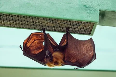 Fruit bat hanging on tree in forest. Lyle's flying fox. Stock Photos