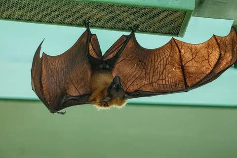 Fruit bat hanging on tree in forest. Lyle's flying fox. Stock Photos
