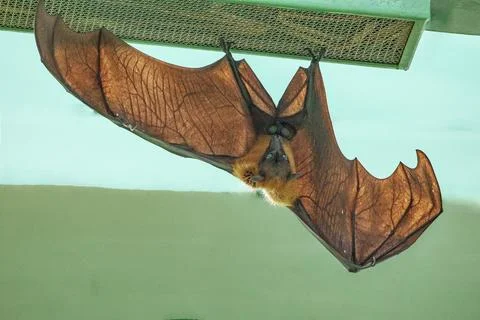 Fruit bat hanging on tree in forest. Lyle's flying fox. Foto stock