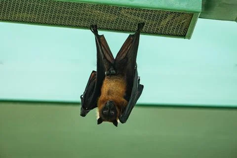 Fruit bat hanging on tree in forest. Lyle's flying fox. Stock Photos