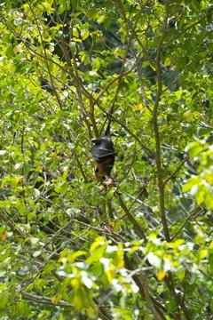 Fruit bat hanging  on tree inside the botanical garden, Mahe, Seychelles. j Stock Photos