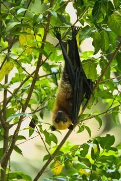 Fruit bat hanging  on tree inside the botanical garden, Mahe, Seychelles 7 Stock Photos
