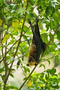 Fruit bat hanging  on tree inside the botanical garden, Mahe, Seychelles 6 Stock Photos