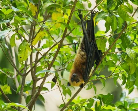 Fruit bat hanging  on tree inside the botanical garden, Mahe, Seychelles 5 Stock Photos