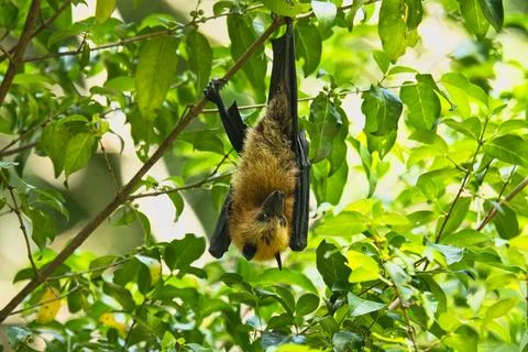 Fruit bat hanging  on tree inside the botanical garden, Mahe, Seychelles 3 Stock Photos
