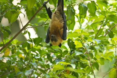 Fruit bat hanging  on tree inside the botanical garden, Mahe, Seychelles 2 Stock Photos