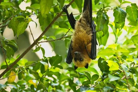 Fruit bat hanging  on tree inside the botanical garden, Mahe, Seychelles 1 Stock Photos