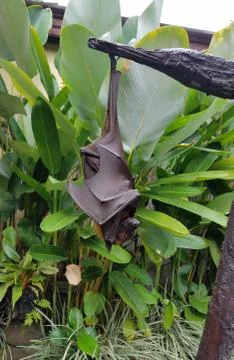 Fruit bat hanging in a tree 写真素材