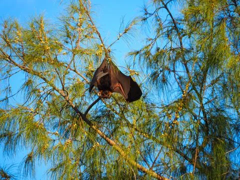 Fruit bat hanging in tree transmitting zoonotic disease 스톡 사진