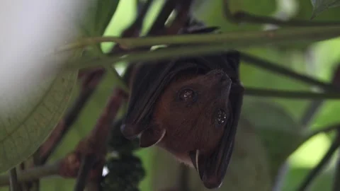 Fruit Bat Hanging Upside Down in Tree Foliage, Looking Around Vídeos de archivo 313064612