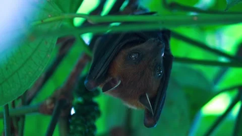 Fruit Bat Hanging Upside Down in Tree Foliage, Looking Around Stockbeeldmateriaal 313065070
