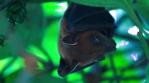 Fruit Bat Hanging Upside Down in Tree Foliage, Looking Around Vídeos de archivo 313065121