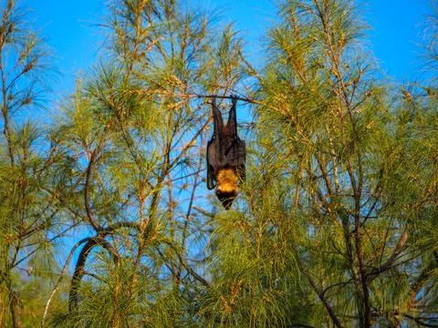 Fruit bat hanging upside down on tree branch Stock Photos