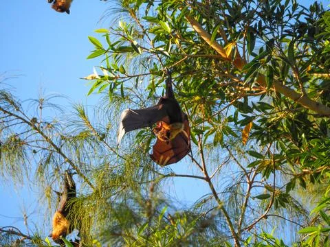 Fruit bat hanging upside down spreading virus concept Stock Photos