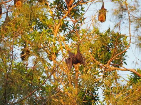 Fruit bat hanging upside down on tree branch Stock Photos
