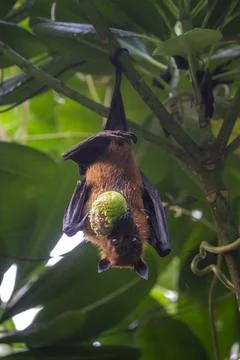 A fruit bat hangs from a branch while eating a piece of fruit, Baa Atoll, S.. Stock Photos