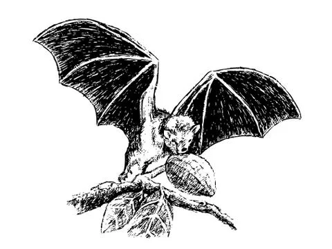 Fruit bat Stock Illustration