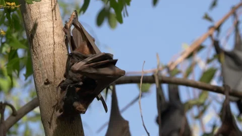 Fruit bat mum and baby at katherine gorge Stock Footage 158728085