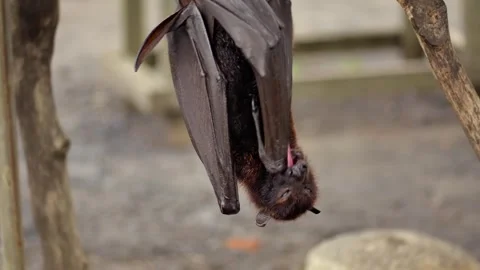 Fruit bat or flying fox - Pteropus giganteus. Tourist zone in Bali, Indonesia Видео 262076640
