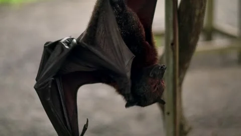 Fruit bat or flying fox - Pteropus giganteus. Tourist zone in Bali, Indonesia Stock Footage 262076763