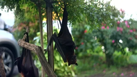 Fruit bat or flying fox - Pteropus giganteus. Tourist zone in Bali, Indonesia Stockbeeldmateriaal 262077377