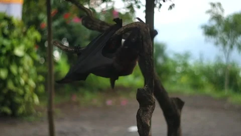 Fruit bat or flying fox - Pteropus giganteus. Tourist zone in Bali, Indonesia Stockbeeldmateriaal 262137475