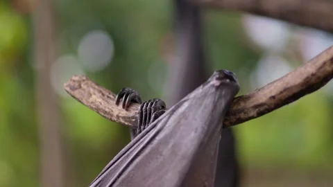 Fruit bat or flying fox - Pteropus giganteus. Tourist zone in Bali, Indonesia Stockbeeldmateriaal 262137765