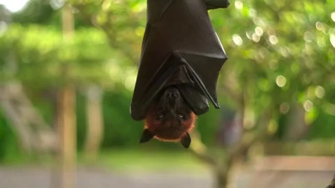 Fruit bat or flying fox - Pteropus giganteus. Tourist zone in Bali, Indonesia Stock Footage 262137923