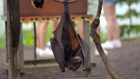 Fruit bat or flying fox - Pteropus giganteus. Tourist zone in Bali, Indonesia Stock Footage 262509628