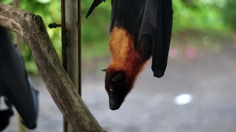 Fruit bat or flying fox - Pteropus giganteus. Tourist zone in Bali, Indonesia Stock Footage 262509917