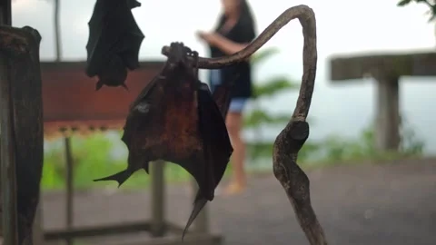 Fruit bat or flying fox - Pteropus giganteus. Tourist zone in Bali, Indonesia Stock Footage 262510072