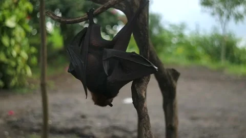 Fruit bat or flying fox - Pteropus giganteus. Tourist zone in Bali, Indonesia Stockbeeldmateriaal 262606790