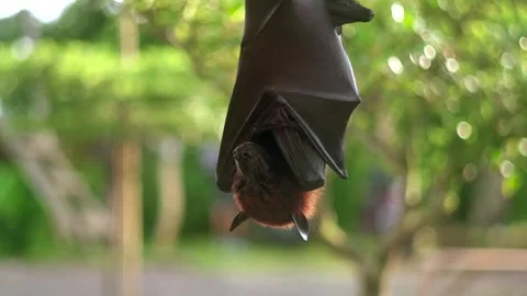 Fruit bat or flying fox - Pteropus giganteus. Tourist zone in Bali, Indonesia Stock Footage 262607910