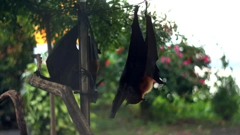 Fruit bat or flying fox - Pteropus giganteus. Tourist zone in Bali, Indonesia Stock Footage 263006969