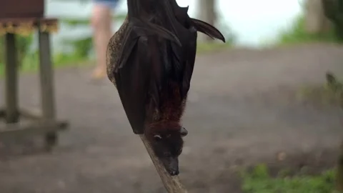 Fruit bat or flying fox - Pteropus giganteus. Tourist zone in Bali, Indonesia Видео 263457313