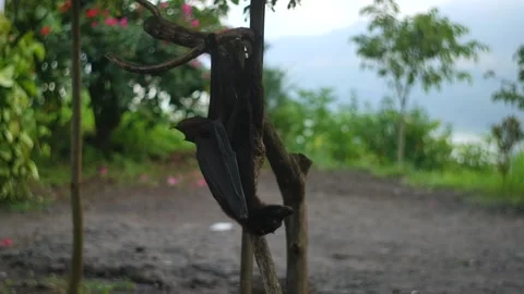 Fruit bat or flying fox - Pteropus giganteus. Tourist zone in Bali, Indonesia 動画素材 263457474
