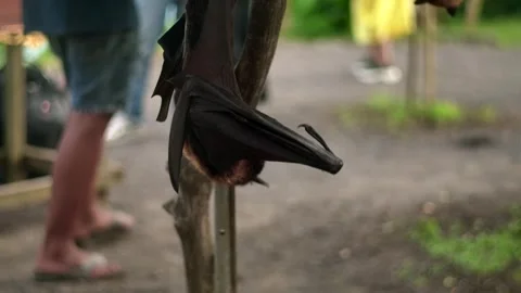 Fruit bat or flying fox - Pteropus giganteus. Tourist zone in Bali, Indonesia Stock Footage 264145369