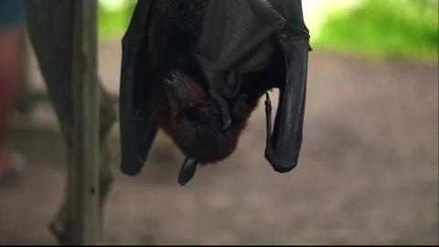 Fruit bat or flying fox - Pteropus giganteus. Tourist zone in Bali, Indonesia Stock Footage 310385697