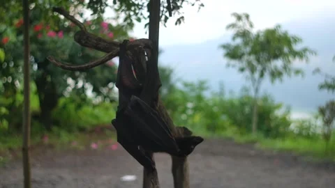 Fruit bat or flying fox - Pteropus giganteus. Tourist zone in Bali, Indonesia Stock Footage 310385901