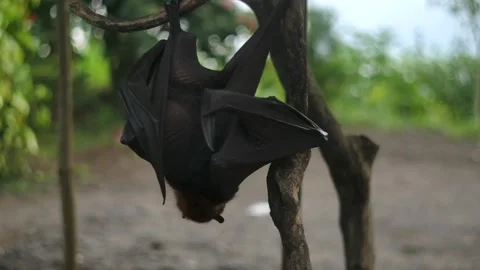 Fruit bat or flying fox - Pteropus giganteus. Tourist zone in Bali, Indonesia Stock Footage 310386033
