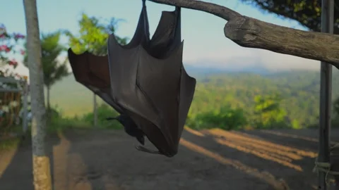 Fruit bat or flying fox - Pteropus giganteus. Tourist zone in Bali, Indonesia Stock Footage 315244768