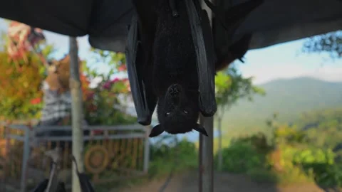 Fruit bat or flying fox - Pteropus giganteus. Tourist zone in Bali, Indonesia Stock Footage 315244811