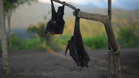 Fruit bat or flying fox - Pteropus giganteus. Tourist zone in Bali, Indonesia Stock Footage 315244879