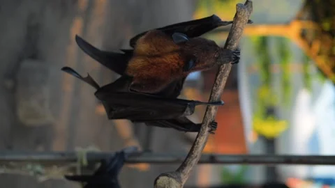 Fruit bat or flying fox - Pteropus giganteus. Tourist zone in Bali, Indonesia Stock Footage 315245130